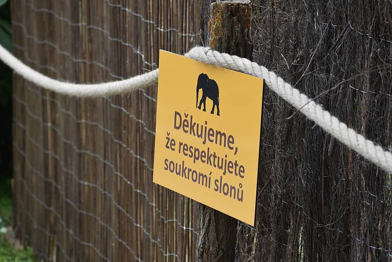 Veřejnost poprvé spatřila nově narozené mládě slona afrického. ZOO Lešná, Zlín.