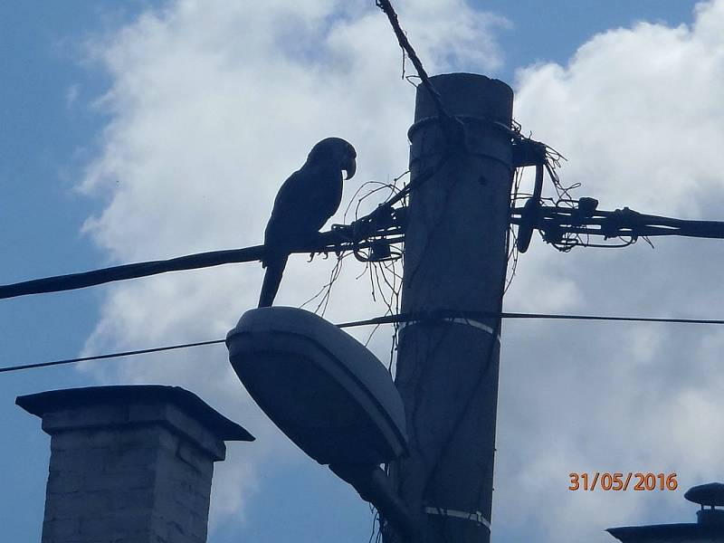 V hlavní roli ARA HYACINTOVÝ. Uprchlík potrápil ošetřovatele, hasiče a energetiky