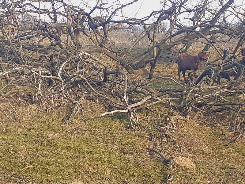 Kozí farma ve Vizovicích má první letošní kůzlata. Narodilo se jich devadesát, další várka devadesáti kůzlat se očekává.