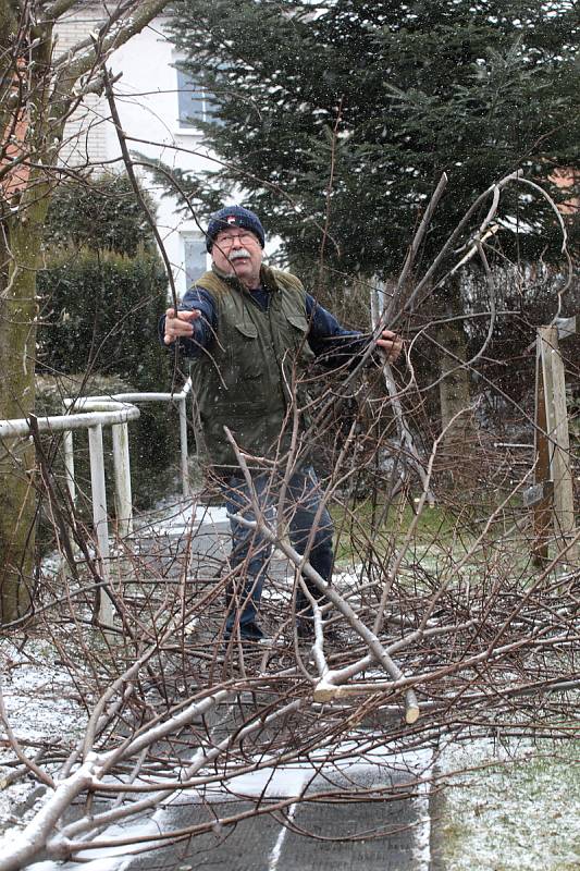 Jindřich Mudřík při prořezávání lípy ve Zlíně