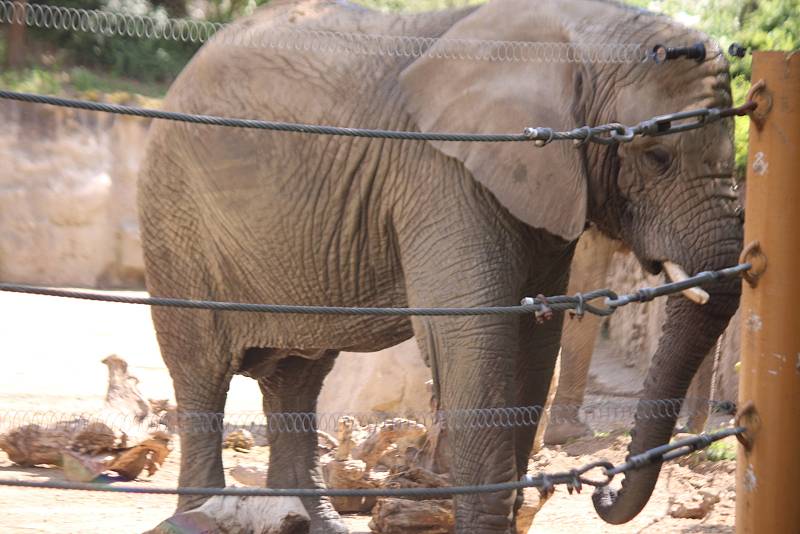 Již za dva měsíce má přijít na svět v Zoo Zlín mládě slona afrického. Ve sloninci však nedochází k žádným výrazným změnám. Zola , Kali i Ulu, musí trénovat každý den.  (Kali).