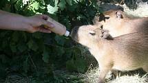 Zoo Lešná se může pyšnit odchovem tří mláďat kapybar, největších žijících hlodavců na světě. 