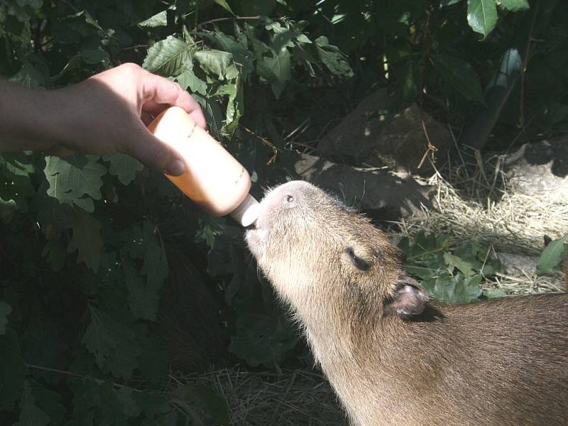 Zoo Lešná se může pyšnit odchovem tří mláďat kapybar, největších žijících hlodavců na světě. 