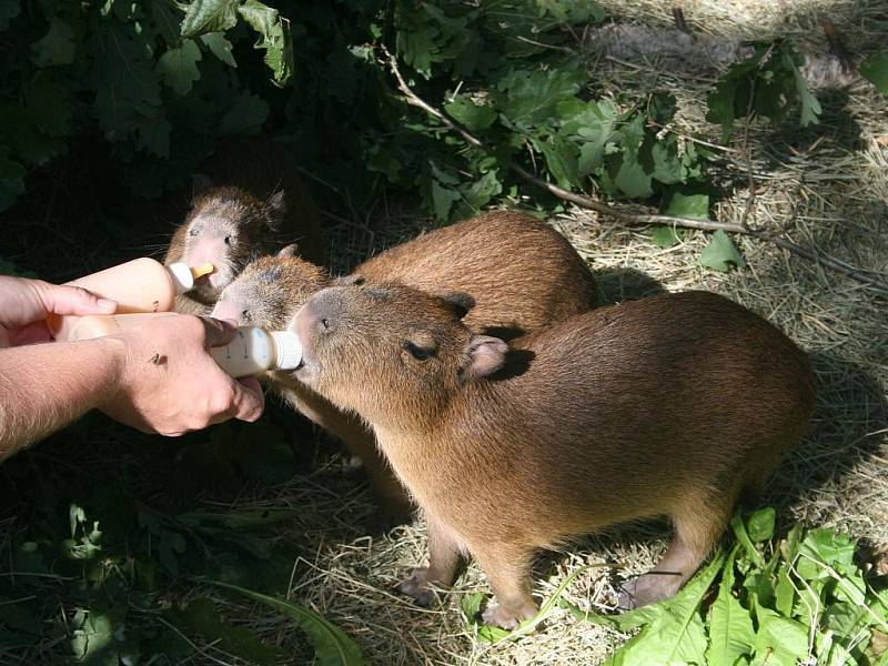 Zoo Lešná se může pyšnit odchovem tří mláďat kapybar, největších žijících hlodavců na světě. 