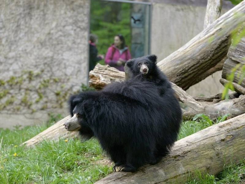 Mládě medvěda pyskatého ve zlínské zoo už řádí ve venkovním výběhu.