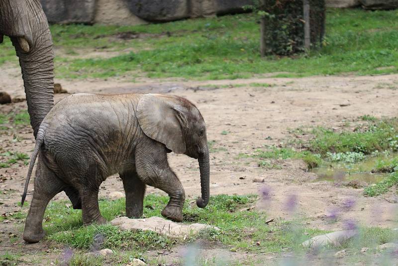 Zoo Zlín prožívá letos velmi úspěšnou sezónu.