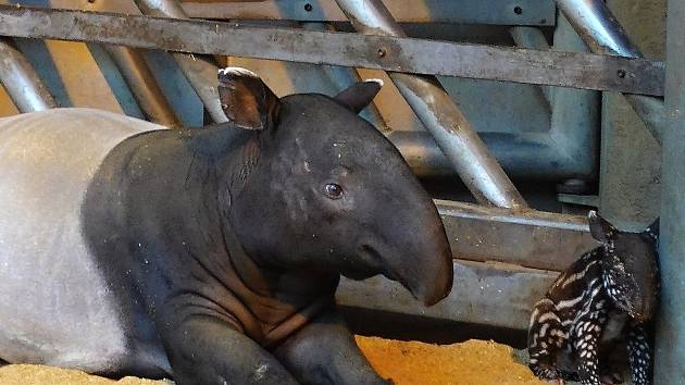 Mladý sameček tapíra čabrakového se ve zlínské zoo narodil ve čtvrtek 29. prosince 2022.