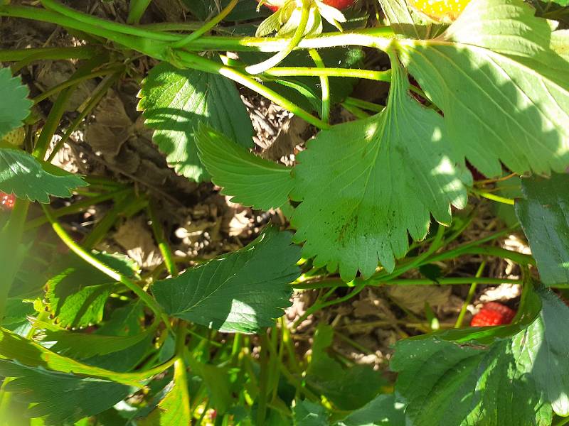 Samosběr jahod na Jahodové farmě v Holešově.