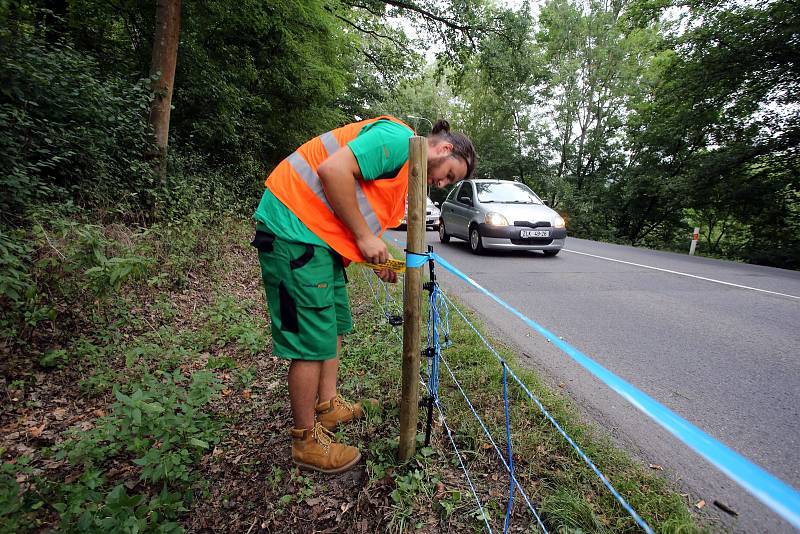 Elektrické ohradníky by měly zabránit migraci prasatům nakaženým africkým morem prasat. Ohradníky dnes začali pracovníci najaté firmy instalovat v úseku Zlín-Fryšák.