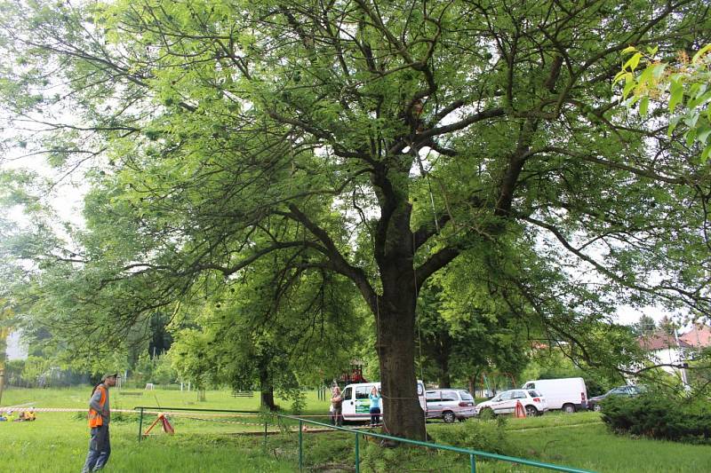 Největší zlínský jasan ošetřili stromolezci