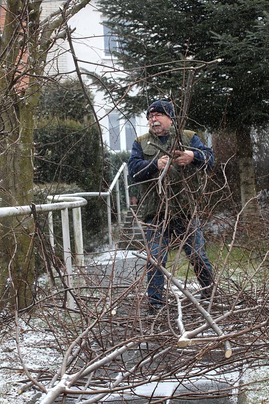 Jindřich Mudřík při prořezávání lípy ve Zlíně