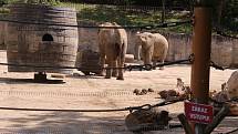 Již za dva měsíce má přijít na svět v Zoo Zlín mládě slona afrického. Ve sloninci však nedochází k žádným výrazným změnám. Zola , Kali i Ulu, musí trénovat každý den.  (Ulu a Zola).