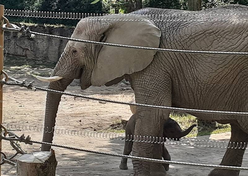 První africké slůně v Česku se narodilo v Zoo Zlín, 11. června 2021