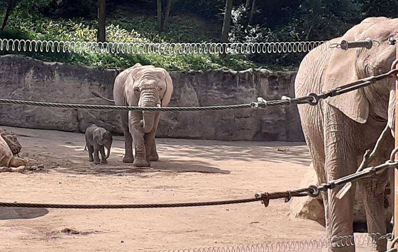 První africké slůně v Česku se narodilo v Zoo Zlín, 11. června 2021