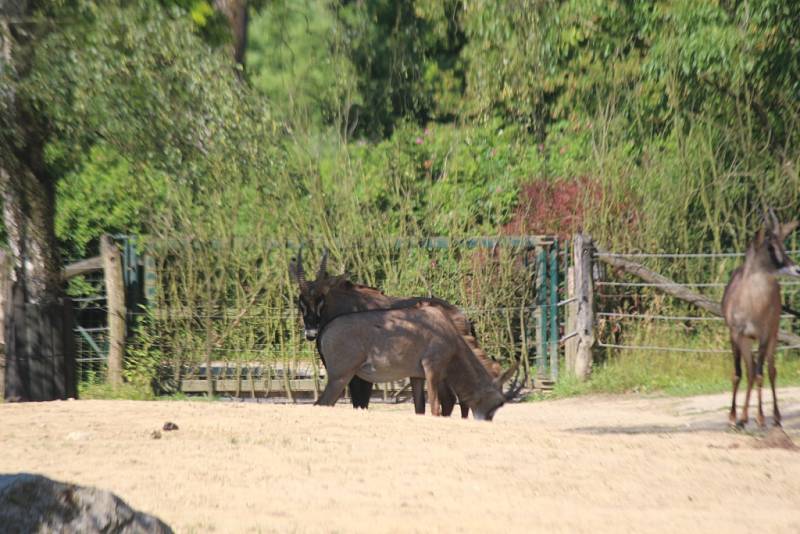 ZOO Zlín, mládě antilopy koňské