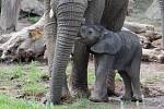 Mládě slona afrického ve zlínské zoo, 13. června 2021