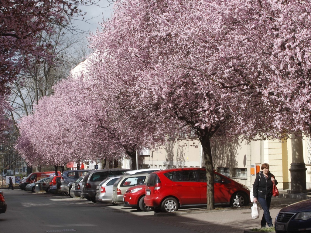 Sadová ulice ve Zlíně je plná květů. Podívejte se - Zlínský deník