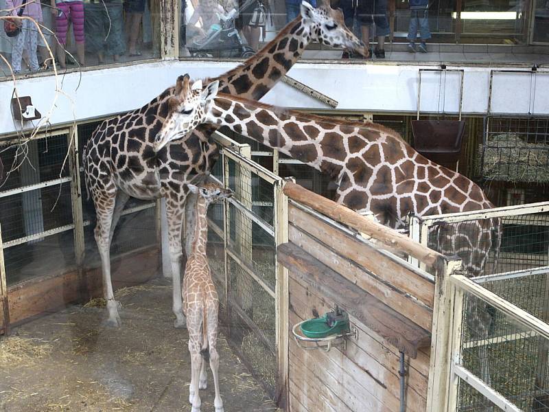 Mládě žirafy rothschildovy v ZOO Lešná ve Zlíně.