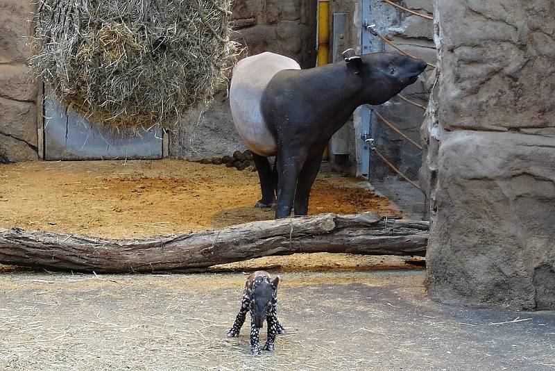 Mladý sameček tapíra čabrakového se ve zlínské zoo narodil ve čtvrtek 29. prosince 2022.