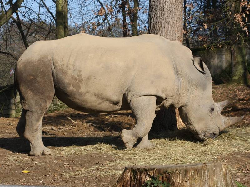 Nosorožec tuponosý se sluní v podzimním slunci v ZOO Lešná.