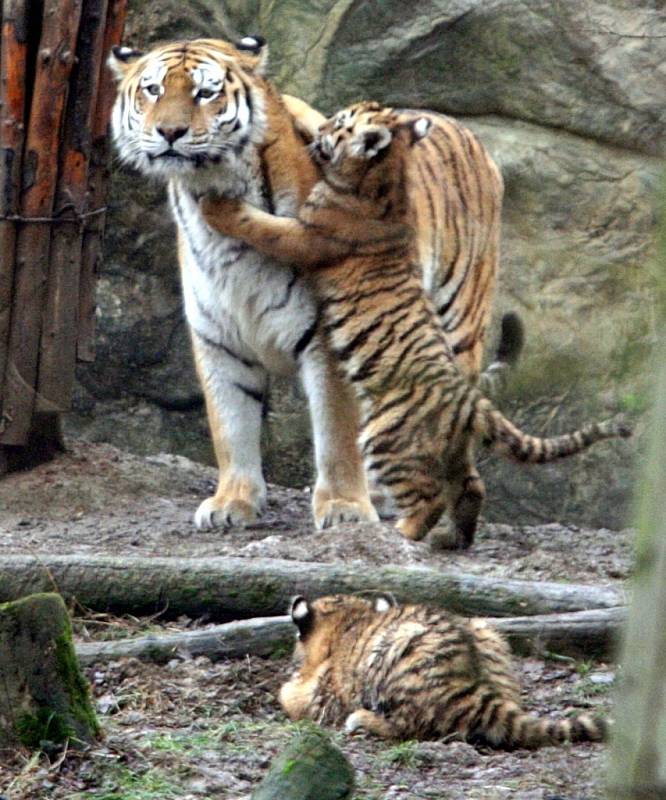 Ve zlínské zoo se narodila tři mláďata tygrů ussurijských