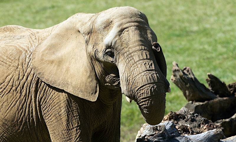 Nový výběh pro slony Karibuni ve zlínské zoo