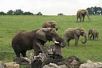 Do sloního stáda ve zlínské zoo se připojil samec Jack. Pětice slonů už je k vidění v Karibuni.