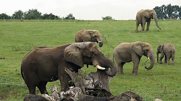 Do sloního stáda ve zlínské zoo se připojil samec Jack. Pětice slonů už je k vidění v Karibuni.