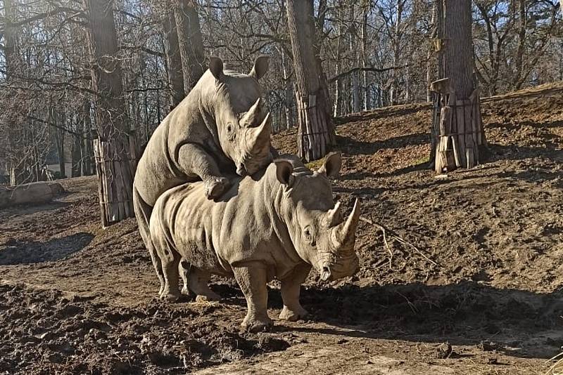 Poprvé po osmi letech od příchodu samce Kashky chovatelé zaznamenali u nosorožců první skutečné páření.