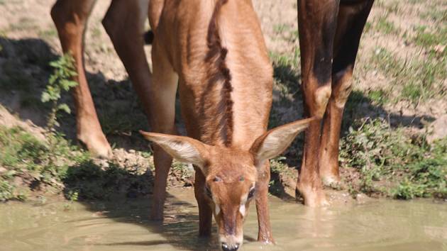 ZOO Zlín, mládě antilopy koňské