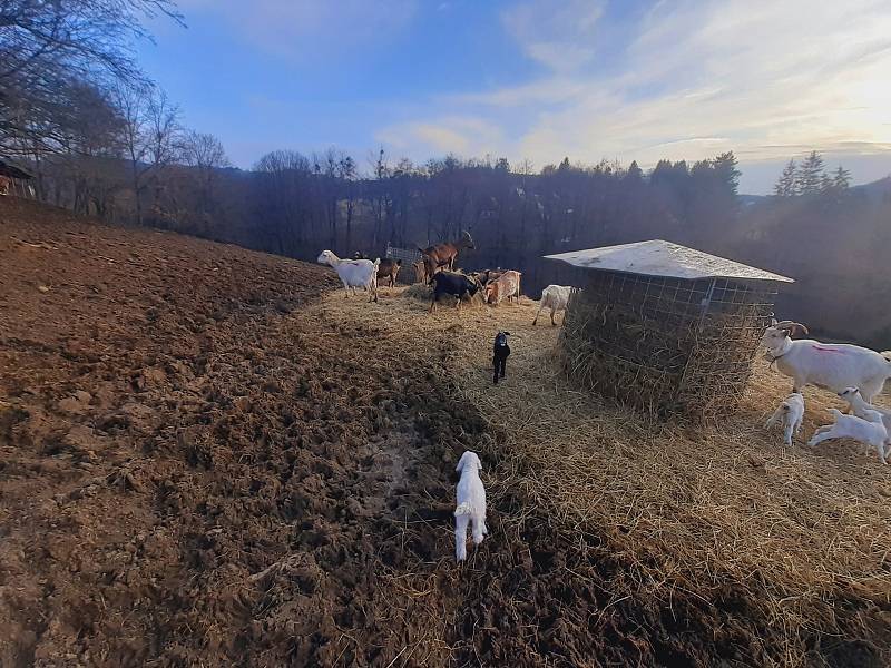 Kozí farma ve Vizovicích má první letošní kůzlata. Narodilo se jich devadesát, další várka devadesáti kůzlat se očekává.