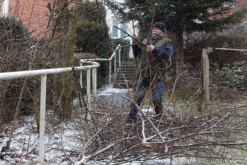 Jindřich Mudřík při prořezávání lípy ve Zlíně