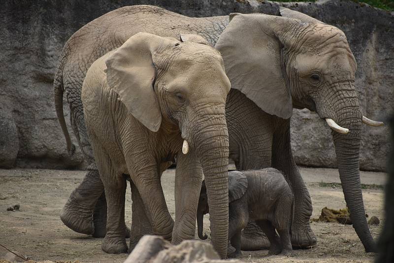 Veřejnost poprvé spatřila nově narozené mládě slona afrického. ZOO Lešná, Zlín.