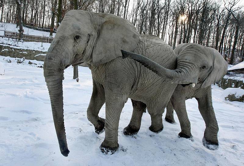 I navzdory studenému počasí si sloni ve zlínské zoo Lešná užívají pobytu venku.