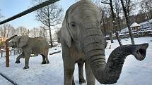 I navzdory studenému počasí si sloni ve zlínské zoo Lešná užívají pobytu venku.