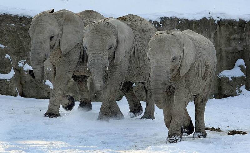 I navzdory studenému počasí si sloni ve zlínské zoo Lešná užívají pobytu venku.