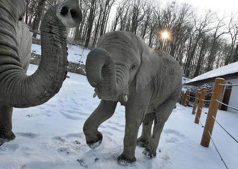 I navzdory studenému počasí si sloni ve zlínské zoo Lešná užívají pobytu venku.