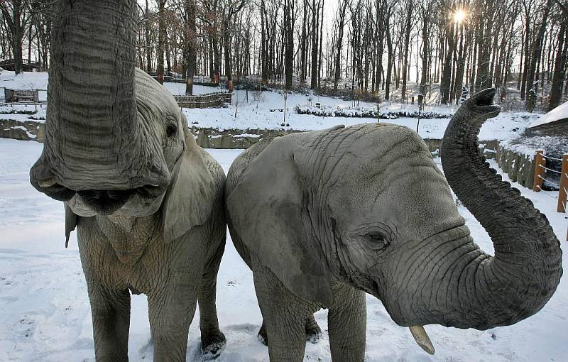 I navzdory studenému počasí si sloni ve zlínské zoo Lešná užívají pobytu venku.