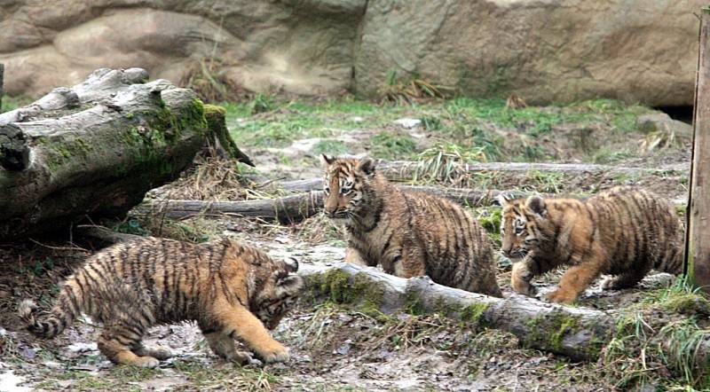 Ve zlínské zoo se narodila tři mláďata tygrů ussurijských