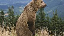 Medvěd, který se v okolí Lysé Hory v Beskydech pohybuje asi dva měsíce.autor: