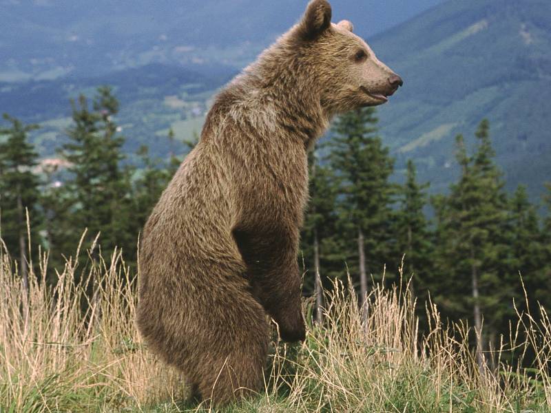 Medvěd, který se v okolí Lysé Hory v Beskydech pohybuje asi dva měsíce.autor: