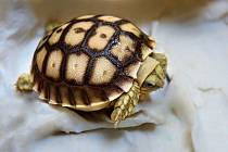 Zlínská zoo letos hlásí rekordní počet vylíhnutých mláďat želvy ostruhaté; březen 2023