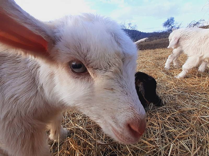 Kozí farma ve Vizovicích má první letošní kůzlata. Narodilo se jich devadesát, další várka devadesáti kůzlat se očekává.