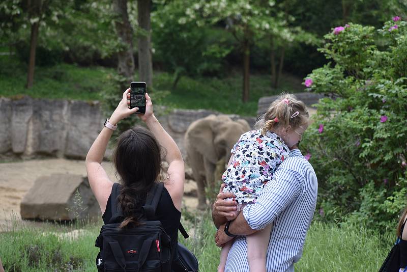 Veřejnost poprvé spatřila nově narozené mládě slona afrického. ZOO Lešná, Zlín.