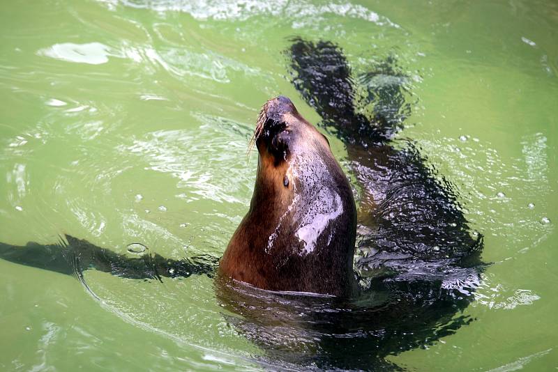 ZOO Lešná, lachtan hřívnatý,  samice Luna