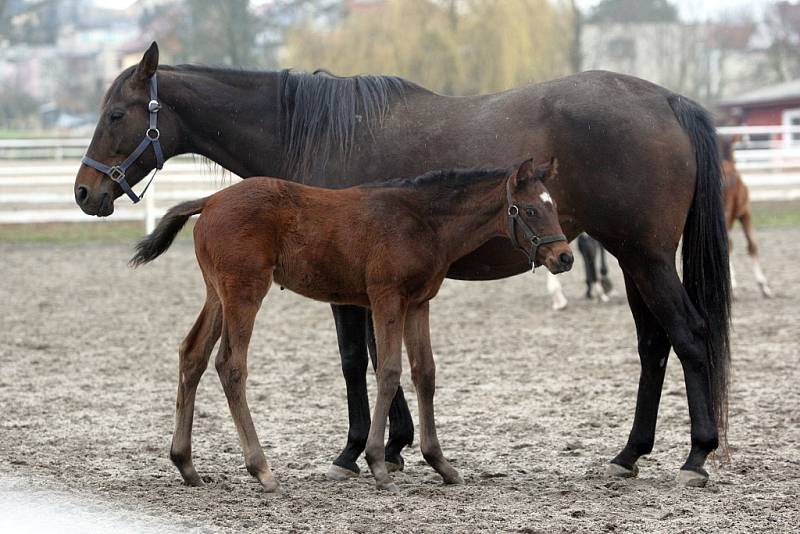 Hříbata a klisny ve výběhu v hřebčíně v Napajedlích.