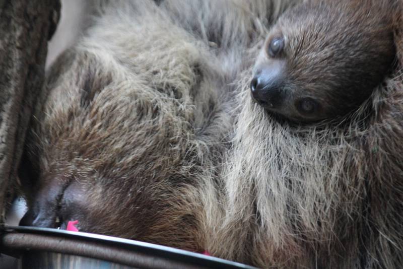 V zoologické zahradě ve Zlíně pokřtili mládě lenochoda.