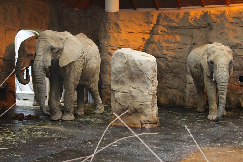 Ve zlínské zoo oslavili kulaté narozeniny jejich nejmladší slonice. 