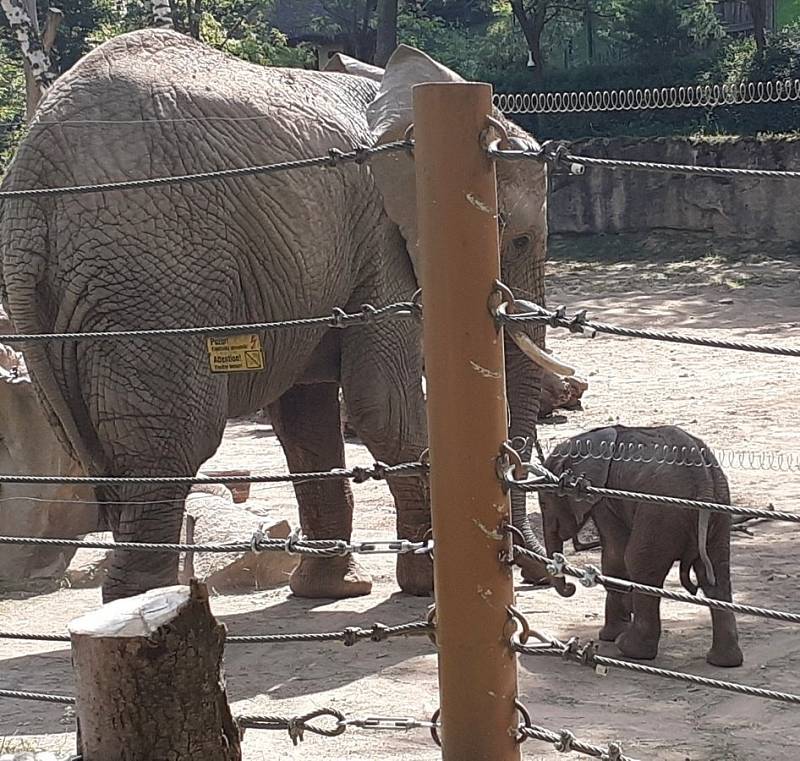 První africké slůně v Česku se narodilo v Zoo Zlín, 11. června 2021