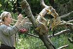 Zlínská ZOO Lešná představila dvě malé opičky, kotuly veverovité.